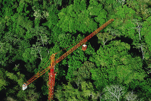 Feb0514 Art Print featuring the photograph Rainforest Canopy Research Crane Stri by Mark Moffett