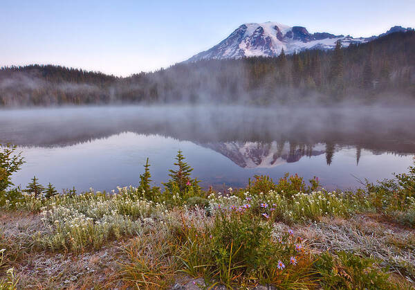 Wildflowers Art Print featuring the photograph Rainier Morning by Darren White