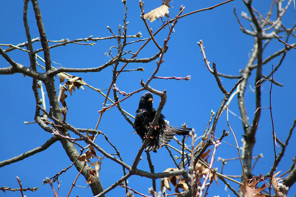 Raven Art Print featuring the photograph Raven Feather Fluff by Lorna Rose Marie Mills DBA Lorna Rogers Photography