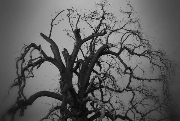 Ravens Art Print featuring the photograph Raven Tree by Marilyn MacCrakin