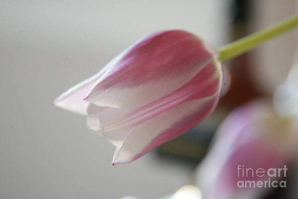 Tulip Art Print featuring the photograph Reach #3 by Lynn England