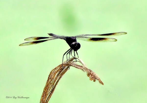 Dragonfly Photograph Art Print featuring the photograph Ready for TakeOff by Lucy VanSwearingen