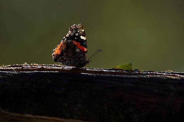 Red Admiral Art Print featuring the photograph Red Admiral Butterfly by Stuart Litoff
