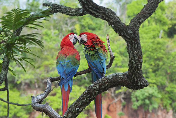Feb0514 Art Print featuring the photograph Red And Green Macaws Courting Brazil by Kevin Schafer