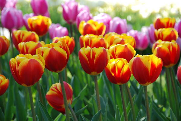 Background Art Print featuring the photograph Red and Yellow Tulips by Allen Beatty