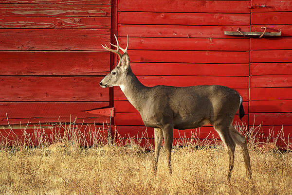 Deer Art Print featuring the photograph Red Barn Buck by Abram House