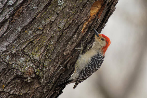 Red-bellied Art Print featuring the photograph Red-Bellied Woodpecker by Alan Hutchins