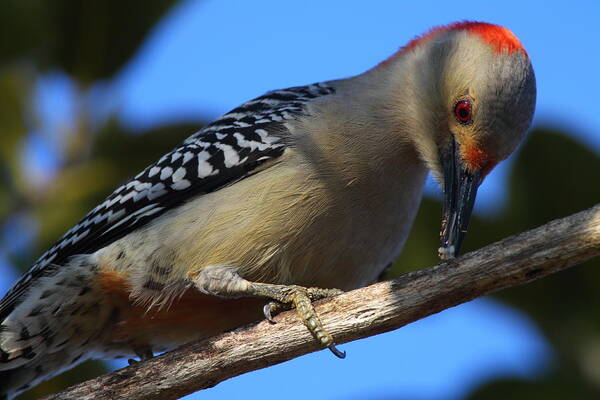 Woodpecker Art Print featuring the photograph Red-bellied Woodpecker Catching Grub by Bruce J Robinson
