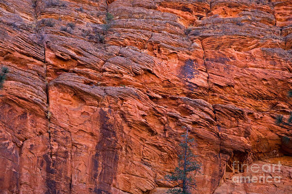 Autumn Art Print featuring the photograph Red Cliff by Fred Stearns