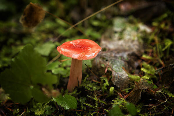 Russula Emetica Art Print featuring the photograph Red Coral Mushroom by Belinda Greb