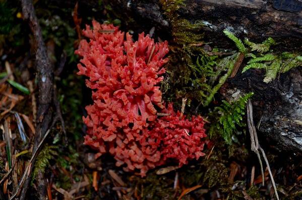 Red Coral Mushroom Art Print featuring the photograph Red Coral Mushroom by Laureen Murtha Menzl