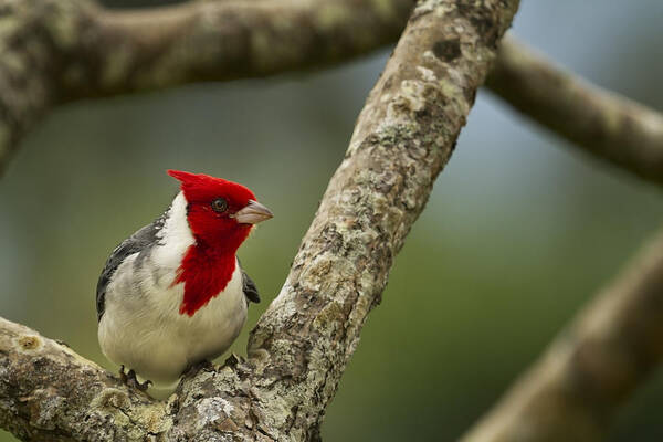 Red Crested Cardinal Art Print featuring the photograph Red Crested Cardinal by Belinda Greb