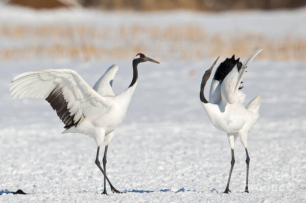 Red-crowned Crane Art Print featuring the photograph Red Crowned Crane Dance by Natural Focal Point Photography