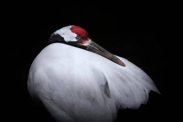 Animal Themes Art Print featuring the photograph Red-crowned Crane by Kaneko Ryo