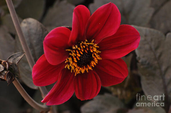 Flower Art Print featuring the photograph Red Dahlia by Debby Pueschel