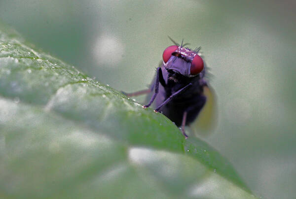 Insects Art Print featuring the photograph Red Eye by Jennifer Robin