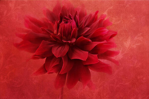 Red Flower Art Print featuring the photograph Red Flamenco by Marina Kojukhova