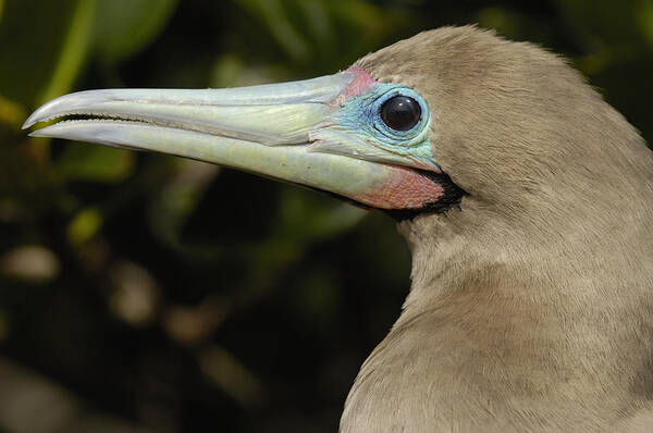 Feb0514 Art Print featuring the photograph Red-footed Booby Close Up Galapagos by Pete Oxford