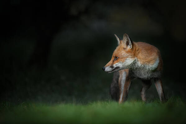 Alert Art Print featuring the photograph Red Fox by Andy Astbury
