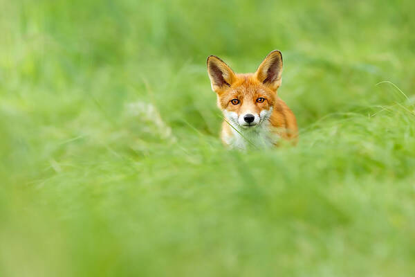 Fox Art Print featuring the photograph Red Fox in a Sea of Green by Roeselien Raimond