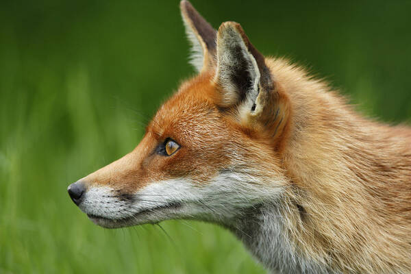 Flpa Art Print featuring the photograph Red Fox In Profile England by Elliott Neep