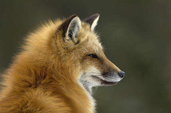 Flpa Art Print featuring the photograph Sly Red Fox by Malcolm Schuyl