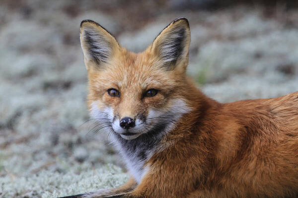 Gary Hall Art Print featuring the photograph Red Fox Portrait by Gary Hall