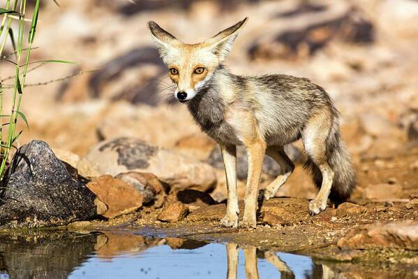 1 Art Print featuring the photograph Red Fox Vulpes Vulpes by Photostock-israel