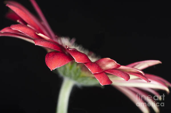 Red Gerbera Flower Art Print featuring the photograph Red Gerbera 4 by Steve Purnell