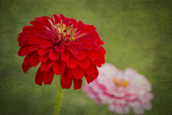Zinnia Flower Art Print featuring the photograph Red Glow by Marina Kojukhova