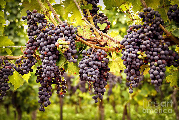 Grape Art Print featuring the photograph Red grapes in vineyard by Elena Elisseeva