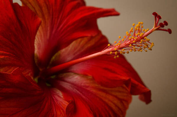Fjm Multimedia Art Print featuring the photograph Red Hibiscus 5 by Frank Mari