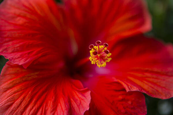 Red Art Print featuring the photograph Red Hibiscus by Eduard Moldoveanu