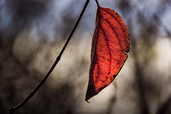 Jay Stockhaus Art Print featuring the photograph Red Leaf by Jay Stockhaus