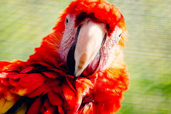 Red Macaw Art Print featuring the photograph Red Macaw by Pati Photography