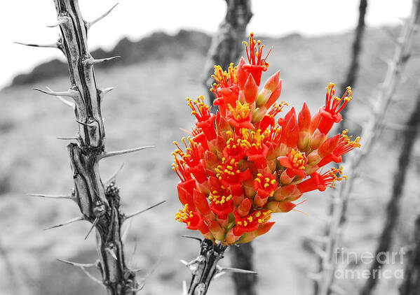 Travelpixpro Art Print featuring the photograph Red Ocotillo Flower in Big Bend National Park Color Splash Black and White by Shawn O'Brien