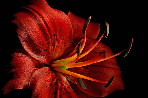 Red Oriental Lily Close Bright - Greg Sava Art Print featuring the photograph Red Oriental Lily Close Bright by Greg Sava