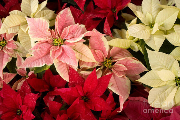 Poinsettia Art Print featuring the photograph Red Pink and White Poinsettias by Chris Scroggins