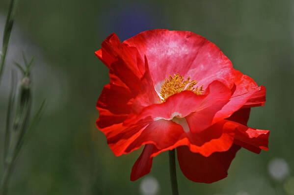 Flower Art Print featuring the photograph Red Poppy by Juergen Roth
