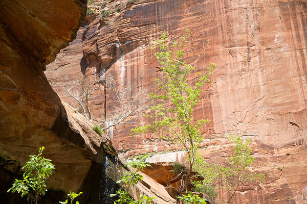 Zion National Park Art Print featuring the photograph Red Rock with Waterfall by Natalie Rotman Cote