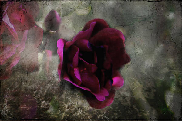 Flower Art Print featuring the photograph Red Rose Grunge by Evie Carrier