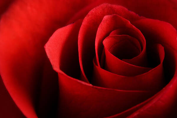 Beautiful Art Print featuring the photograph Red rose macro by Johan Swanepoel