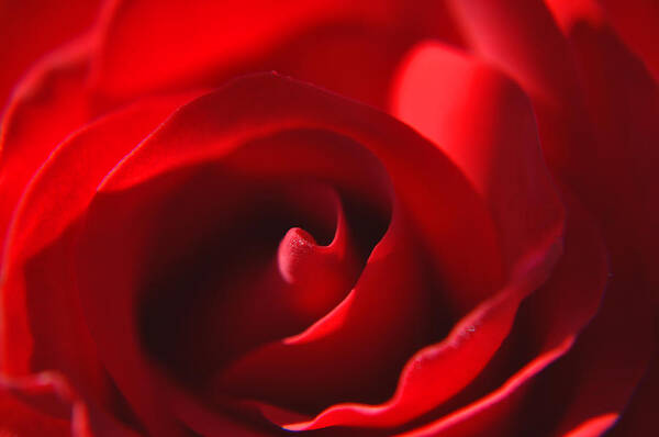 Red Rose Art Print featuring the photograph Red Rose by Tikvah's Hope