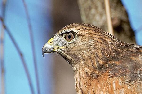 Hawk Art Print featuring the photograph Red-shouldered Hawk by Ludwig Keck