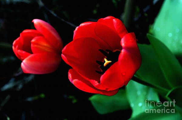 Tulip Art Print featuring the photograph Red Spring Tulip by Gwyn Newcombe
