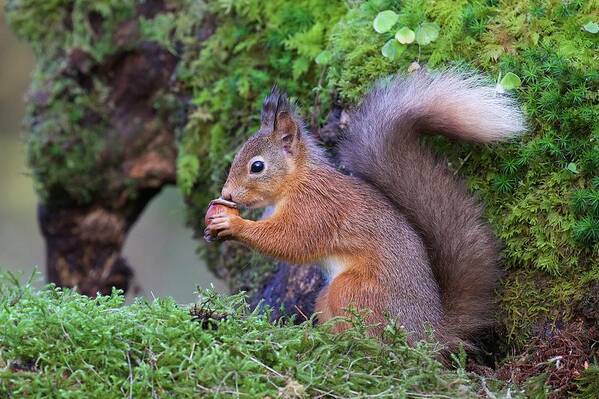 Squirrel Art Print featuring the photograph Red Squirrel by Ray Cooper