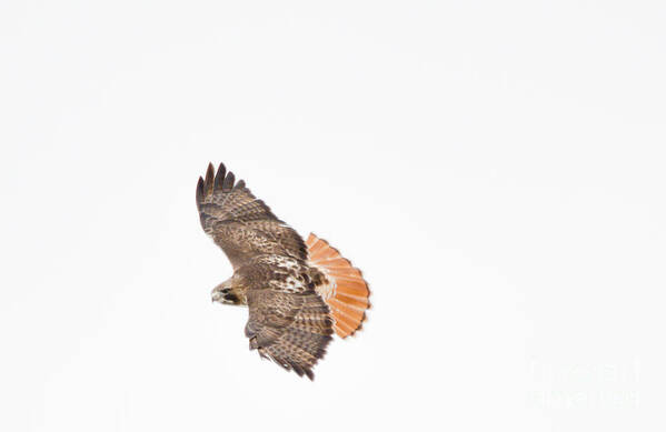 Flight Art Print featuring the photograph Red Tailed Hawk by Cheryl Baxter