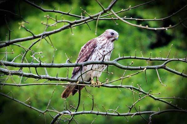 Bird Art Print featuring the photograph Red-Tailed Hawk by Cynthia Guinn