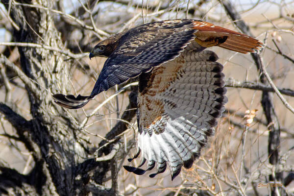 Hawk Art Print featuring the photograph Red Tailed Hawk Sequence #4 by Stephen Johnson