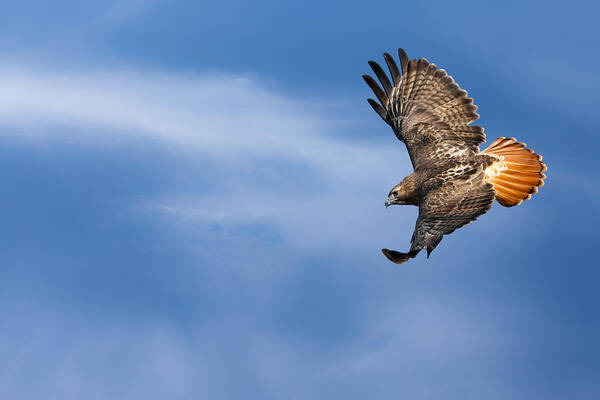 Redtail Hawk Art Print featuring the photograph Red Tailed Hawk Soaring by Bill Wakeley